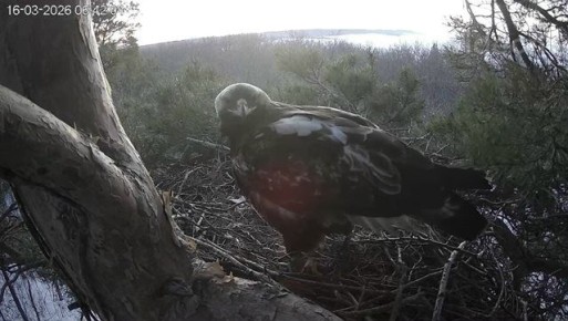 Сиквел из гнезда. В Ульяновской области запустили четвертый сезон птичьего реалити-шоу