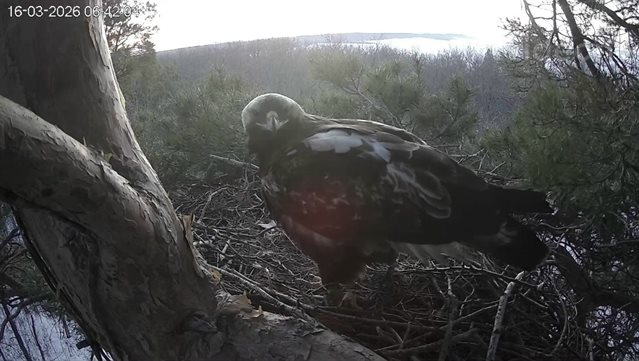 Сиквел из гнезда. В Ульяновской области запустили четвертый сезон птичьего реалити-шоу