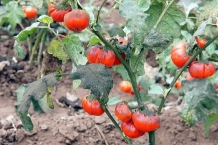 Баклажан Африка: яркие плоды и секреты ухода