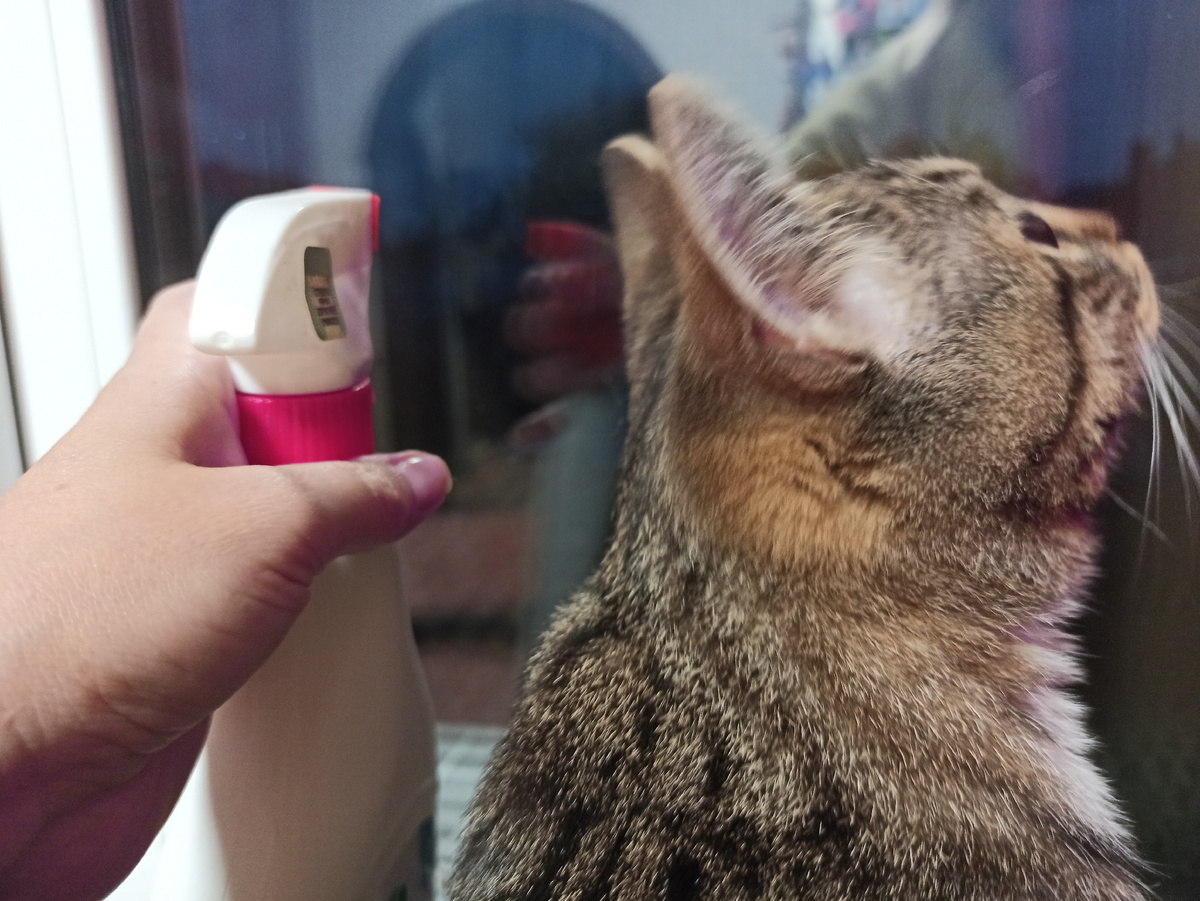 Секреты чистоты: как добиться идеальных окон