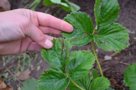 ����� ����� �� ������� ��������: ��� �����������