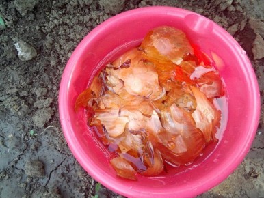 Луковая шелуха как секрет здоровья огурцов: простая рецепт для отличного урожая