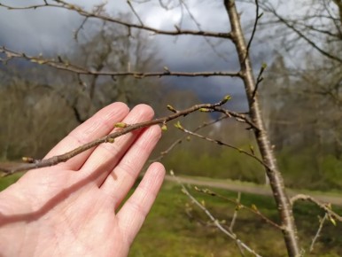 Как защитить вишню от плодовой гнили: советы по обработке