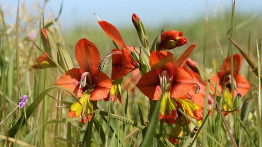 ���������� ����������� ������� � �����������: ������������ � �������