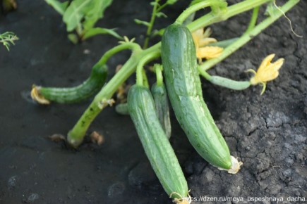 Непревзойденный огурец: гладкий и сладкий выбор для вашего стола