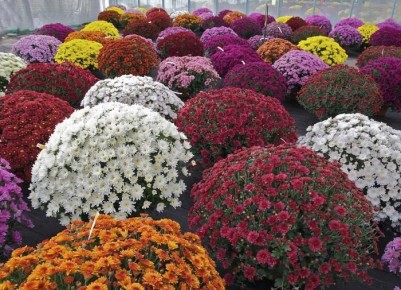 Как правильно ухаживать за хризантемами осенью: секреты полива для пышного цветения