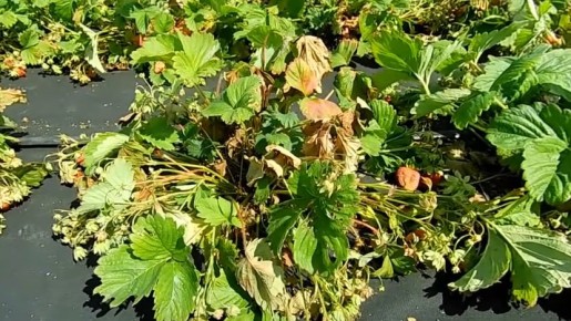 ��� ��������� �������� ��������: ������ �� �������� ��������