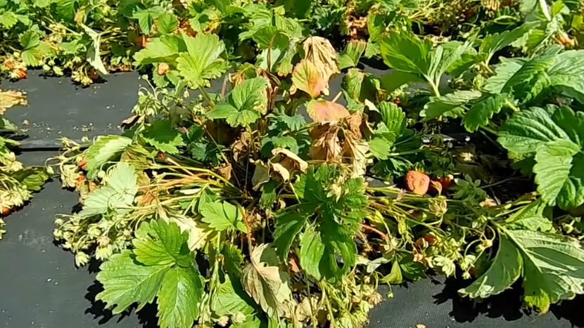 Как правильно обрезать клубнику: советы от опытного агронома