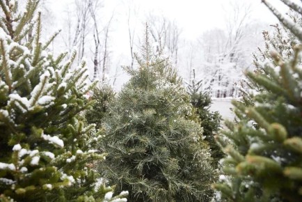 ��� ��������� ������� � �������� ���������� ����: ������ ��� ���������� ���������