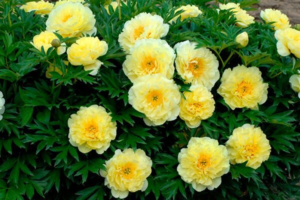 Правила выращивания Ито-пиона Бартзелла