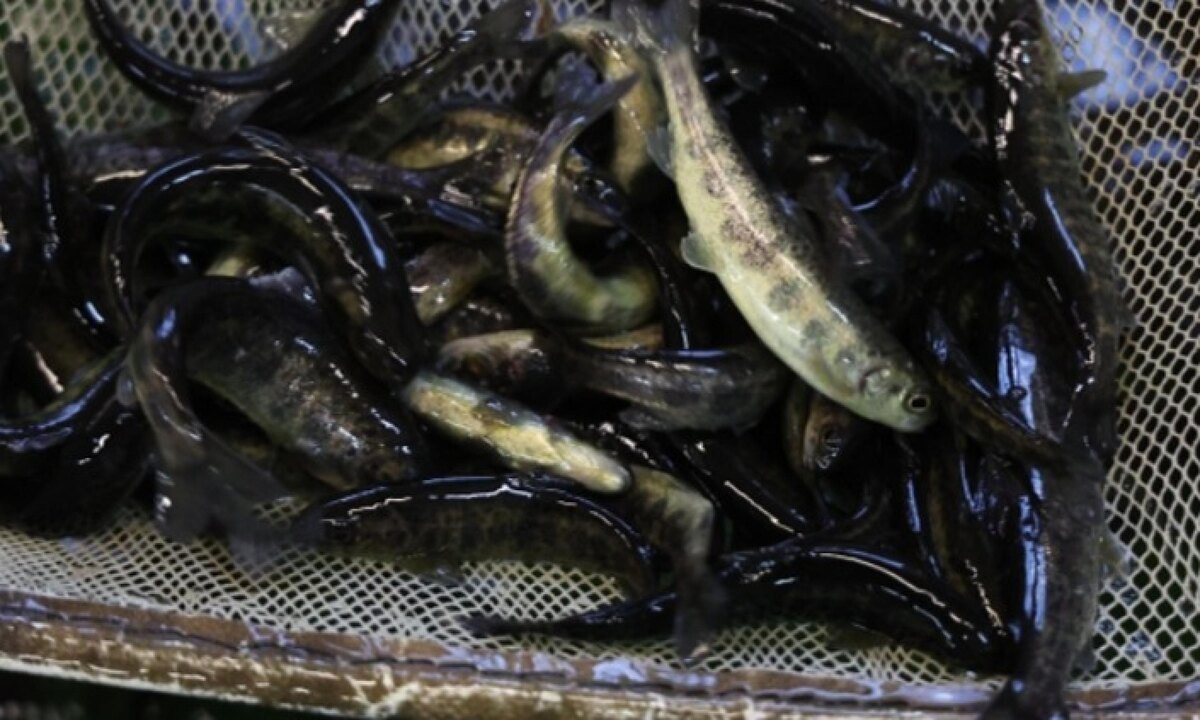 На севере России запустили рекордное количество мальков лосося и сига