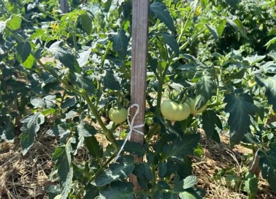 Секреты идеального урожая: что сделать с томатами в августе