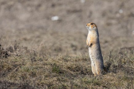 Продолжаем наблюдать за жизнью проснувшихся сурков