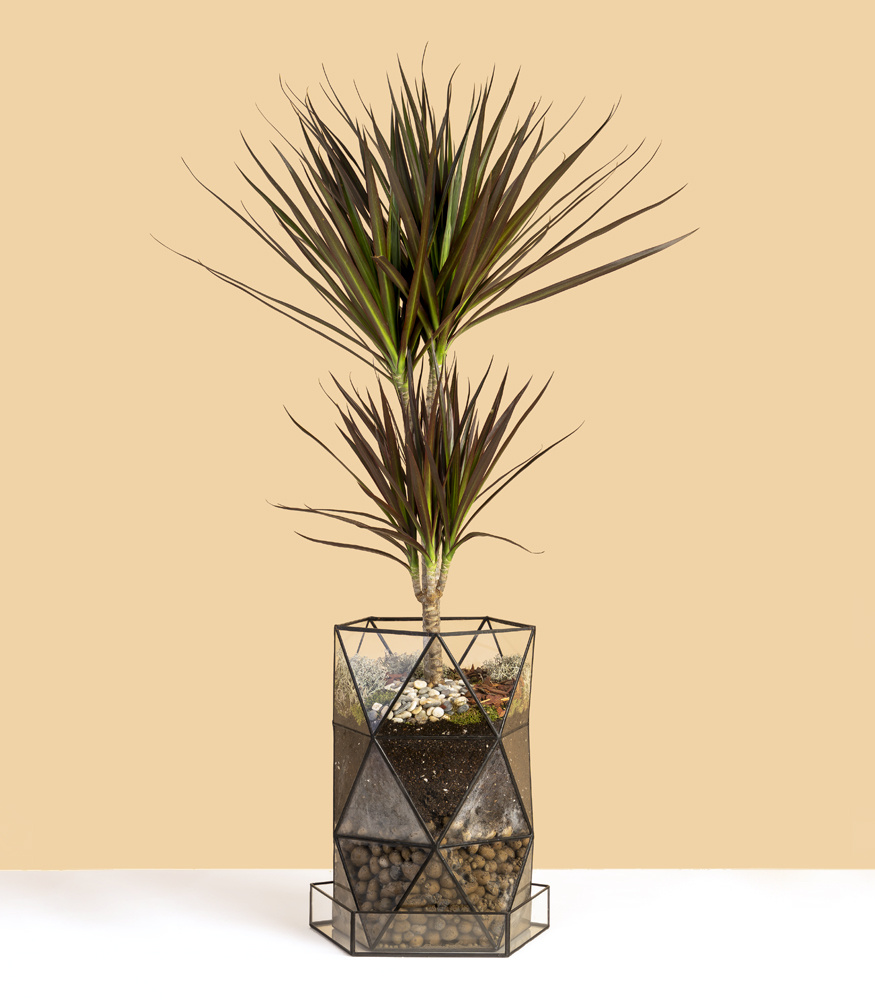 Как уверенно размножить драцену: три простых метода для новичков