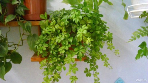 Циссус и партеноциссус: тайны двух лиан для вашего дома