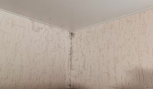 Как победить плесень в квартире: секреты и советы