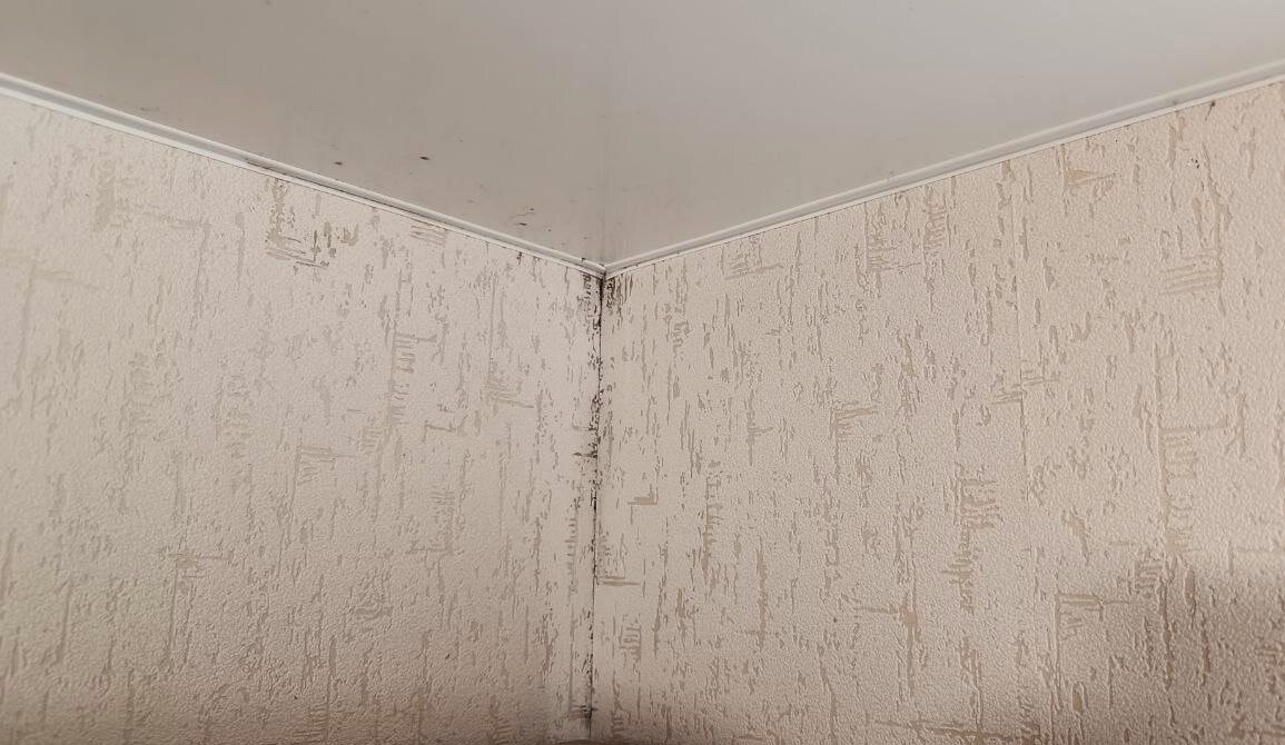 Как победить плесень в квартире: секреты и советы