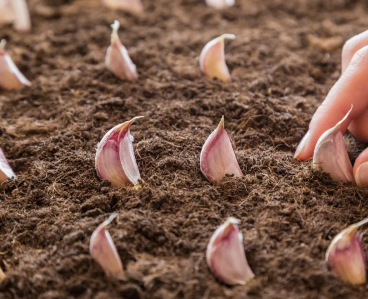 Почему марганцовка не идеальный выбор для обработки чеснока перед посевом