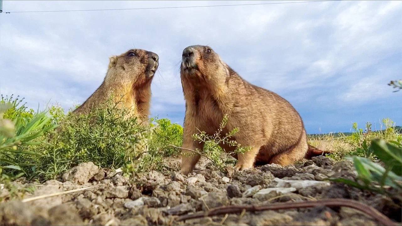 Алексей Русских: Друзья, с 1 апреля национальный парк «Сенгилеевские горы» вновь ждет гостей
