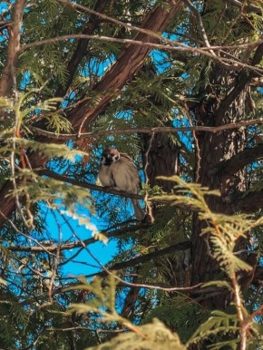 Весна во Владимирском саду