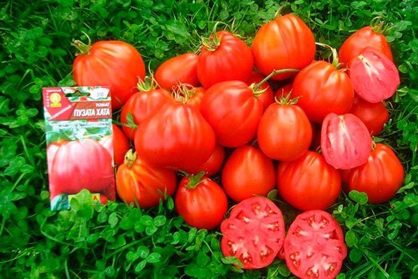 Томат Пузата Хата: уникальные особенности и секреты успешного роста