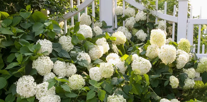 Как легко размножить гортензию: три проверенных метода