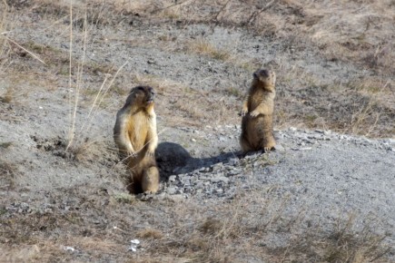 Сурки резвятся на солнышке в национальном парке «Сенгилеевские горы»