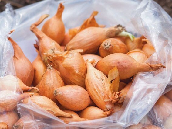 Как правильно выбрать озимый лук для осенней посадки