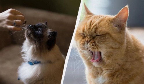 ��� �� ������ ������: ����������� ����� � ���� � ������