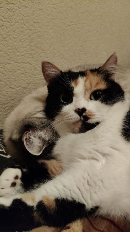 ������ ����, ������!. �������, 2 ������, �������� ���� �������� ������� �������� � ������, ���� ������������ �������, ������������� ���� ������� ����� � ������������� ���� �������� ������