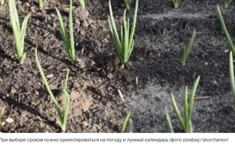 ������ ������ �� ������� ������� ���� ��� ������� ������