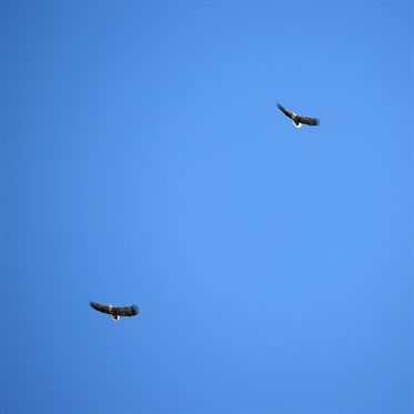 ����������� ���������� ������ �������� ����� �����, �������, ������� � �������� �� ���������� �������