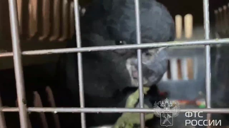 ���������� ����������� �������� ���� � ������ �� ����������� ����� � �������� ������ ������ � ��� 100 ������������� �������