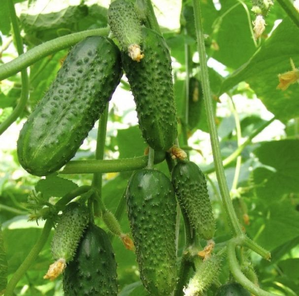 Огурец Моцарт: идеальный гибрид для вашего участка