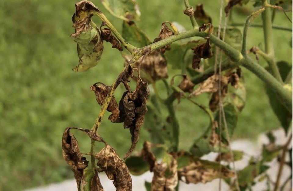 ��� ������ ��� �� ��������������� �������� ��� ���������� ����������