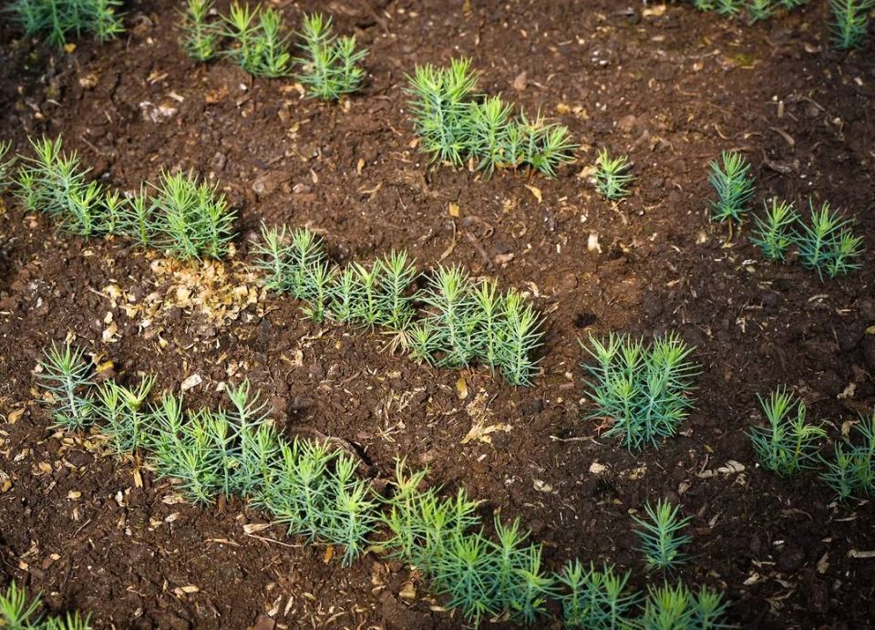 � ����������� ������� �������� ������������ 1,5 ���