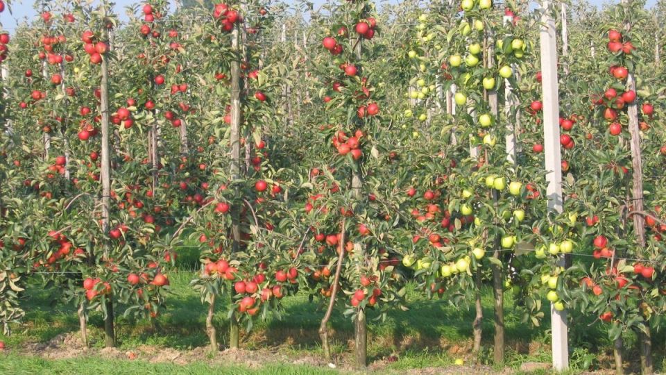 ������� �������� ������ � �������� ��������