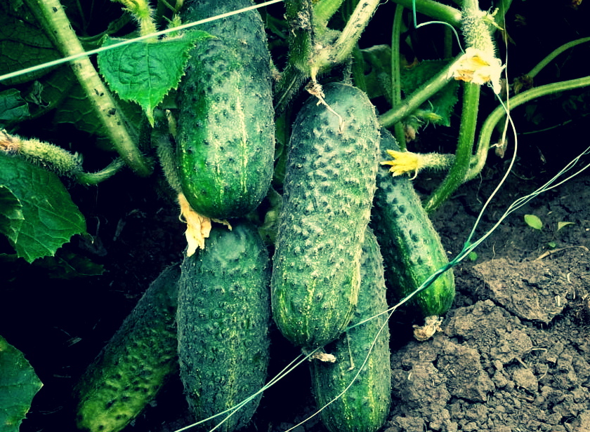 Как получить рекордный урожай огурцов с пяти кустов: секреты дачника