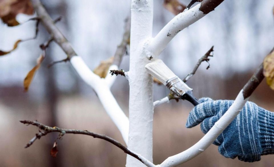 ��� �������� ������������ ������� ��������: ��� ��������� ����������� ��� �������� ������