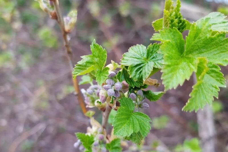 Тайны весеннего ухода за смородиной: избегаем распространенных ошибок