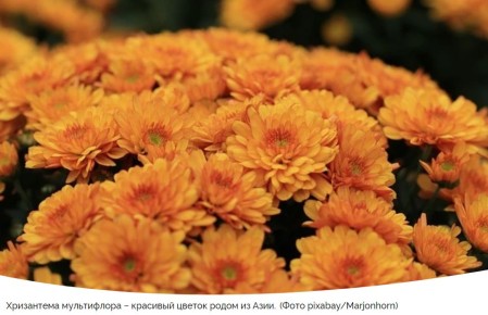 Советы по зимовке хризантем мультифлоры