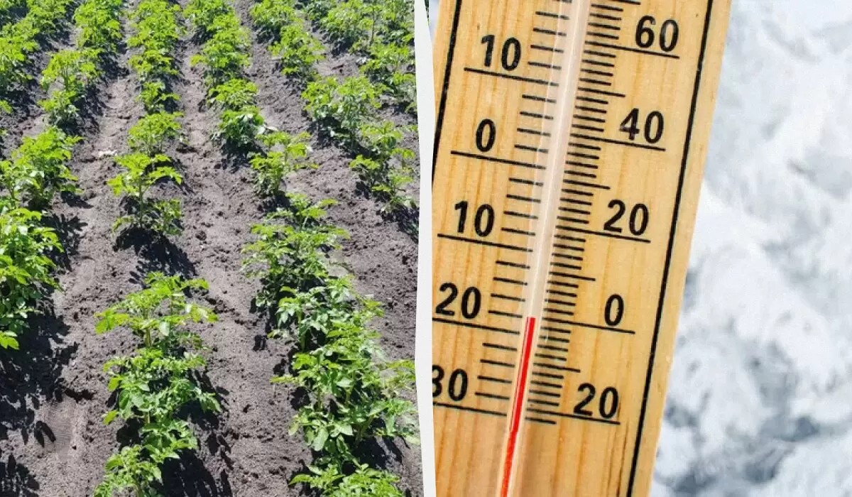 Как спасти картошку после заморозков: проверенные методы реанимации