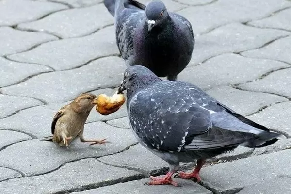 Почему призыв не сдаваться может обмануть