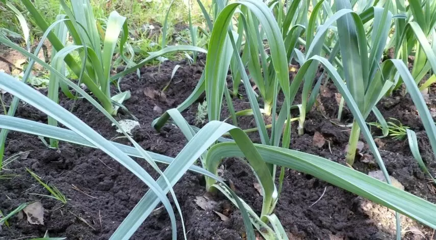 Как вырастить лук-порей: от семян до вкусного урожая