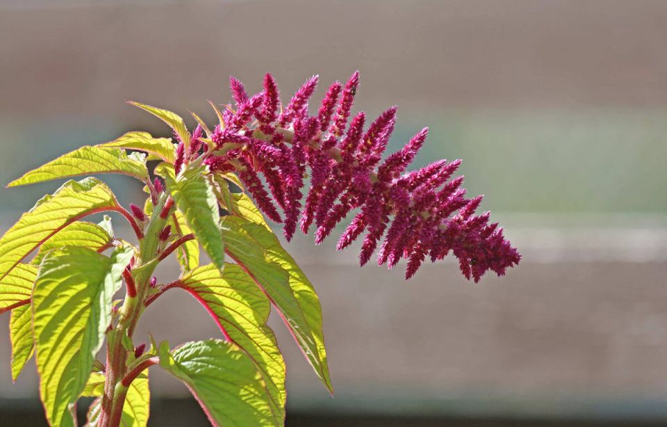 �������: ������� ��������, �������������� � �������