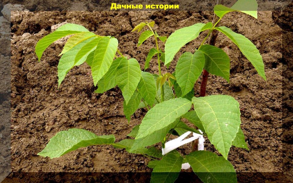 ��� ��������� ������� ����: ������� � ������ �����