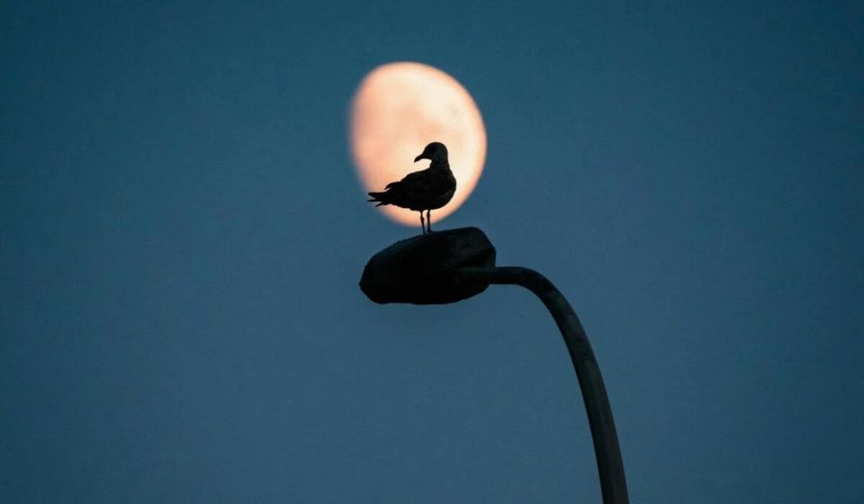 ������ 2026: ������ ��������� ��� �������� ������� � ����� ���������