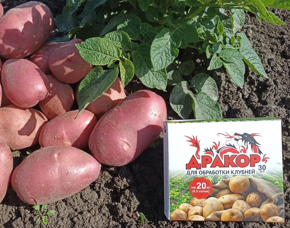 ����� ������� ��� ��������������: "������" ������� ��������� � �����������