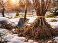 Зимняя магия: как январские посадки открывают двери к богатым урожаям