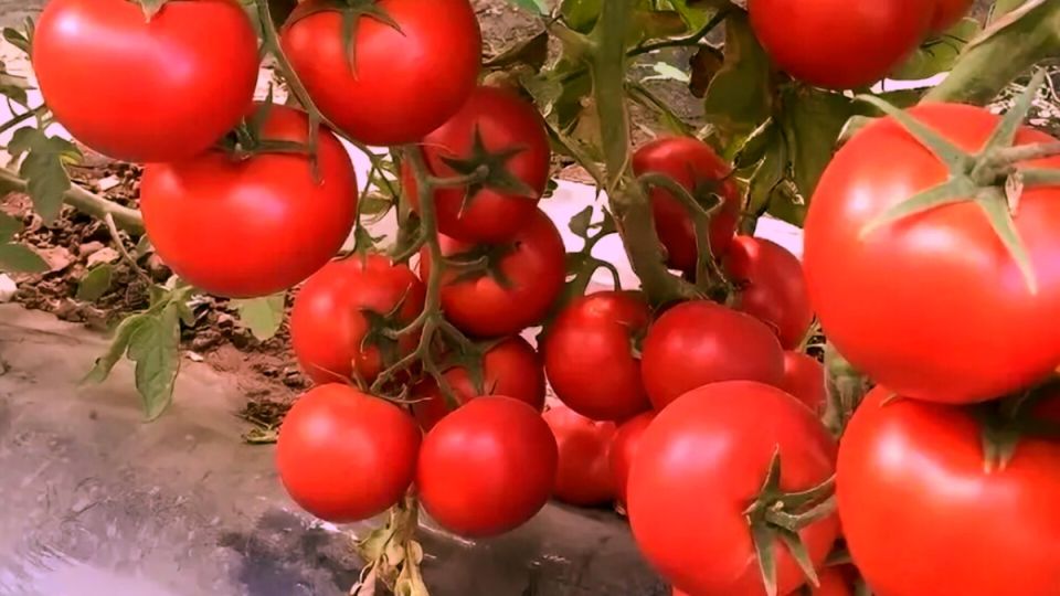 ������ '������� ������': ����� ��������� � ���� �������